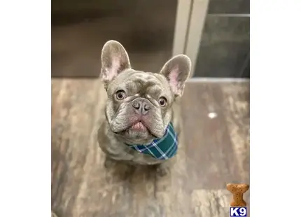 French Bulldog