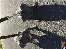 american pit bull puppy posted by Blue912