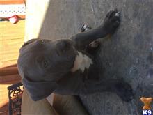 american pit bull puppy posted by Blue912