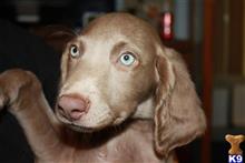 weimaraner puppy posted by BlueCollarWeims