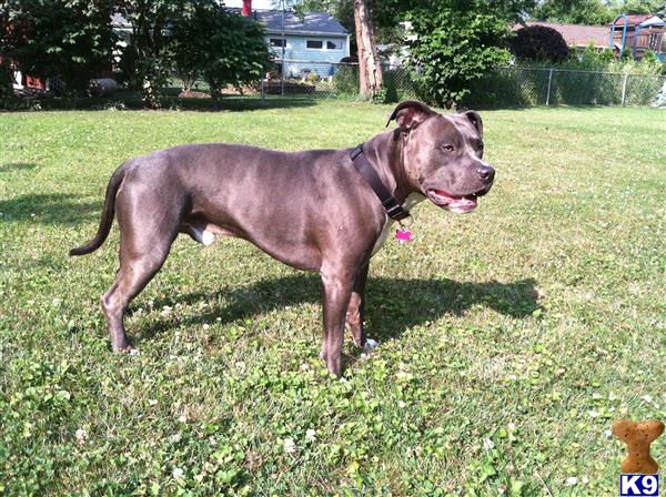 pitbull puppies for sale in toledo ohio american pitbull terrier stud dogs in ohio breeds pitbull puppies for sale in toledo ohio american pitbull terrier stud dogs in ohio breeds