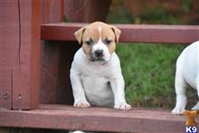 american bulldog puppy posted by BlueRidge
