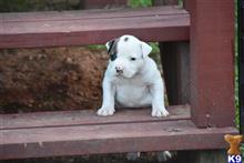 american bulldog puppy posted by BlueRidge