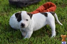 american bulldog puppy posted by BlueRidge