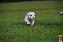 american bulldog puppy posted by BlueRidge