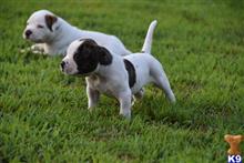american bulldog puppy posted by BlueRidge