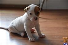 american bulldog puppy posted by BlueRidge
