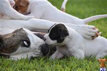 american bulldog puppy posted by BlueRidge
