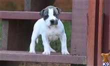american bulldog puppy posted by BlueRidge