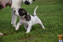 american bulldog puppy posted by BlueRidge