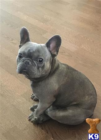 French Bulldog stud dog