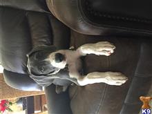great dane puppy posted by Bluedane9