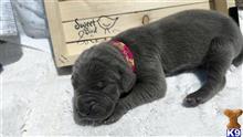 great dane puppy posted by Bluedanecountry