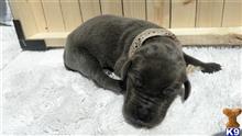 great dane puppy posted by Bluedanecountry