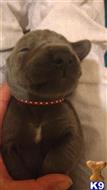 great dane puppy posted by Bluedanecountry