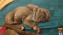 great dane puppy posted by Bluedanecountry
