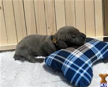 great dane puppy posted by Bluedanecountry