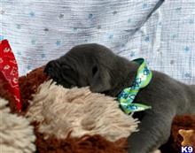 great dane puppy posted by Bluedanecountry