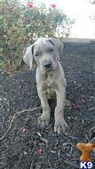 great dane puppy posted by Bluedanecountry