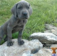 great dane puppy posted by Bluedanecountry