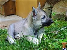 wolf dog puppy posted by Blueline