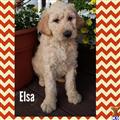 goldendoodles puppy posted by Blvchjess