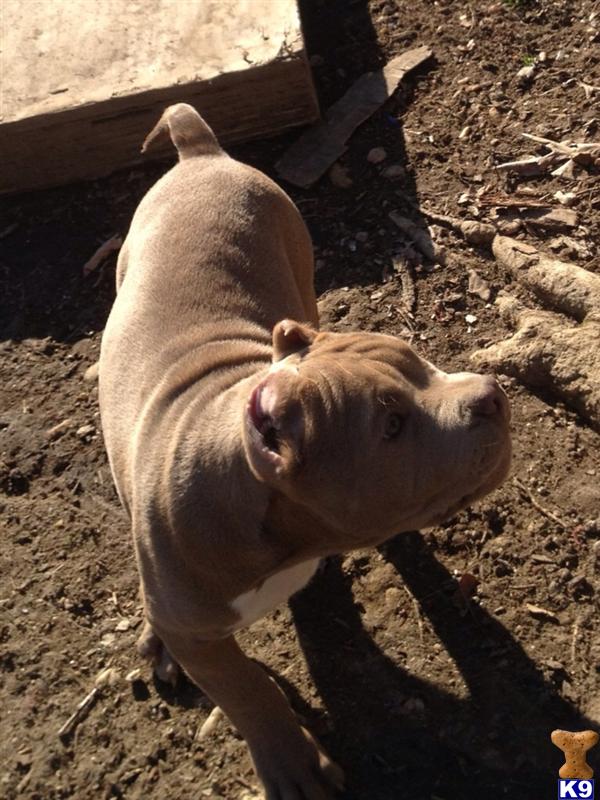american pit bull puppy posted by Bnuwan