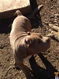 american pit bull puppy posted by Bnuwan