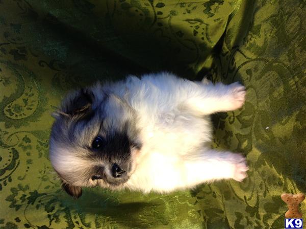 pomeranian puppy posted by BoPo