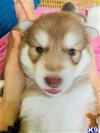 siberian husky puppy posted by Boby674