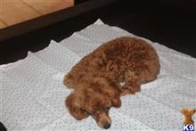 poodle puppy posted by BonnStar