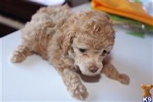 poodle puppy posted by BonnStar