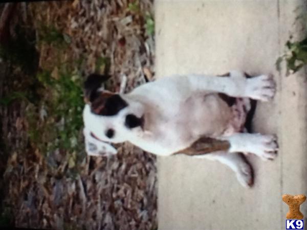 american pit bull puppy posted by Booboorouse
