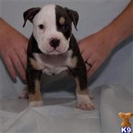 american bulldog puppy posted by Bossstatusbullies