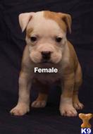 american bully puppy posted by Bossstatusbullies