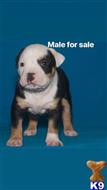 american bully puppy posted by Bossstatusbullies