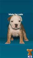 american bully puppy posted by Bossstatusbullies