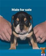 american bully puppy posted by Bossstatusbullies