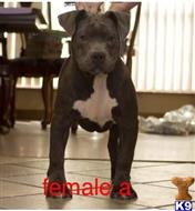 american pit bull puppy posted by Bossstatusbullies