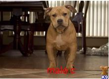 american pit bull puppy posted by Bossstatusbullies