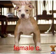 american pit bull puppy posted by Bossstatusbullies