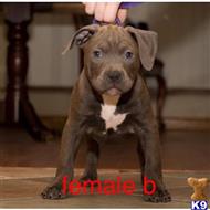 american pit bull puppy posted by Bossstatusbullies
