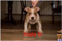 american pit bull puppy posted by Bossstatusbullies