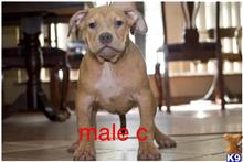 american pit bull puppy posted by Bossstatusbullies