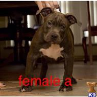 american pit bull puppy posted by Bossstatusbullies