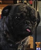 Pug