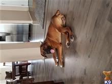 Boxer
