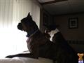 Boxer