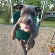 american pit bull puppy posted by Brad098