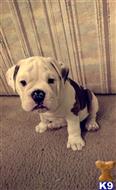 Old English Bulldog